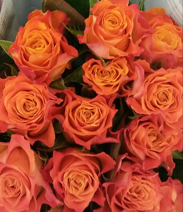 Róża. ..orange....