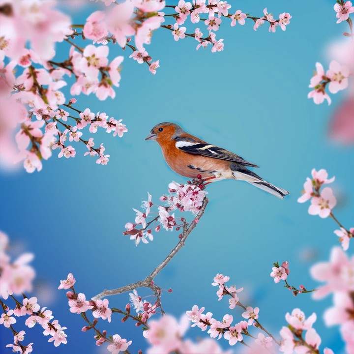 wallpaper...