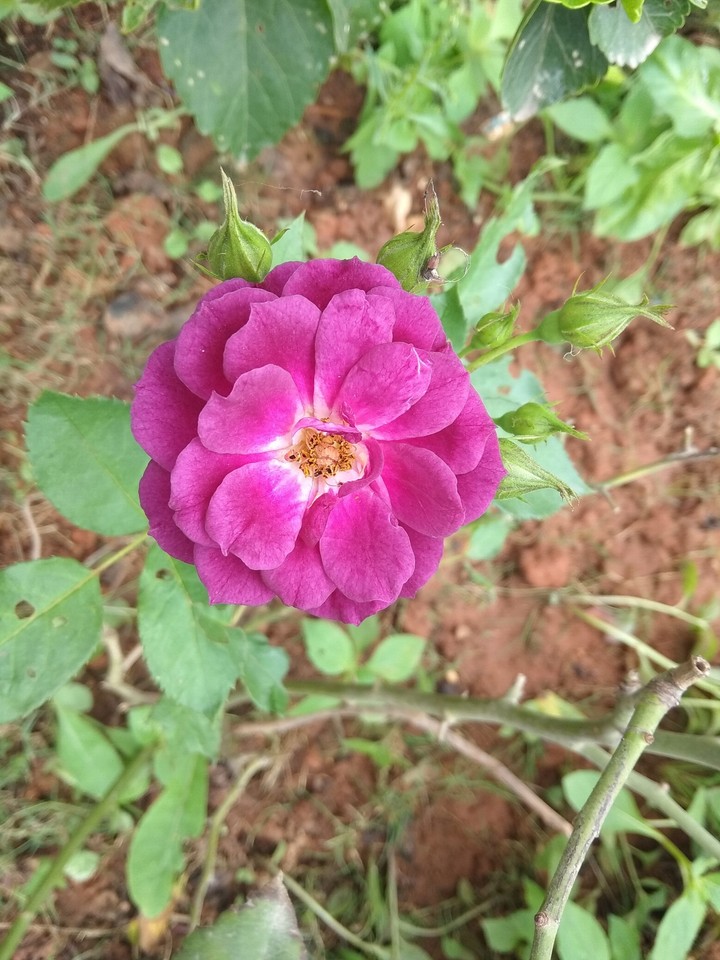 rose