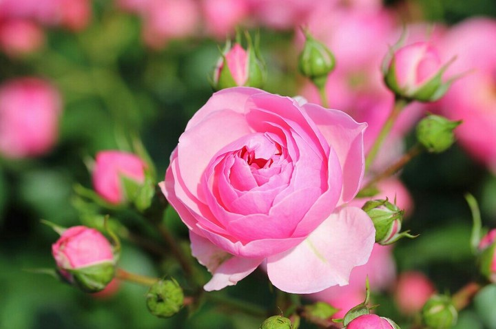 World of Flowers.