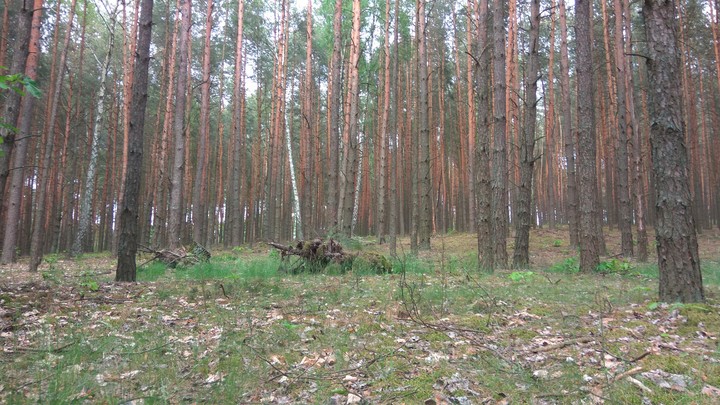 Forest