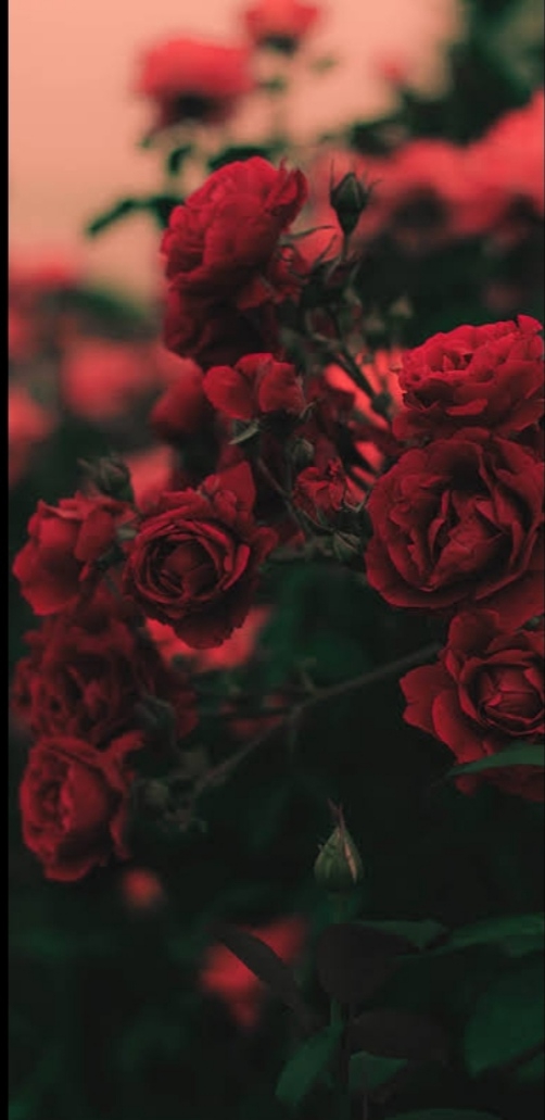 red rose