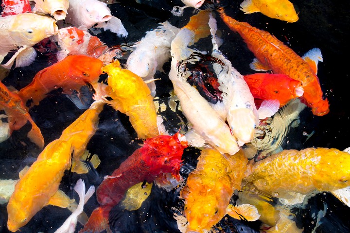 korea carp