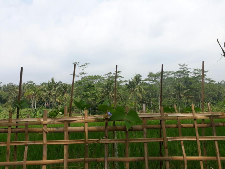 fence