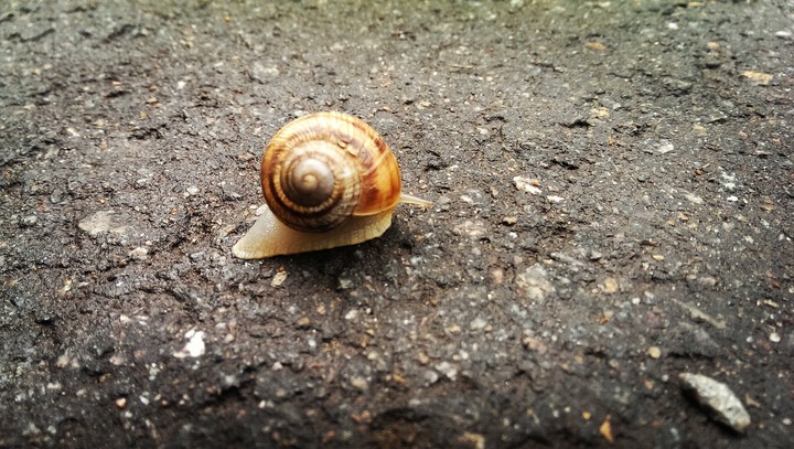 snail