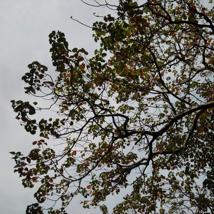 leaves