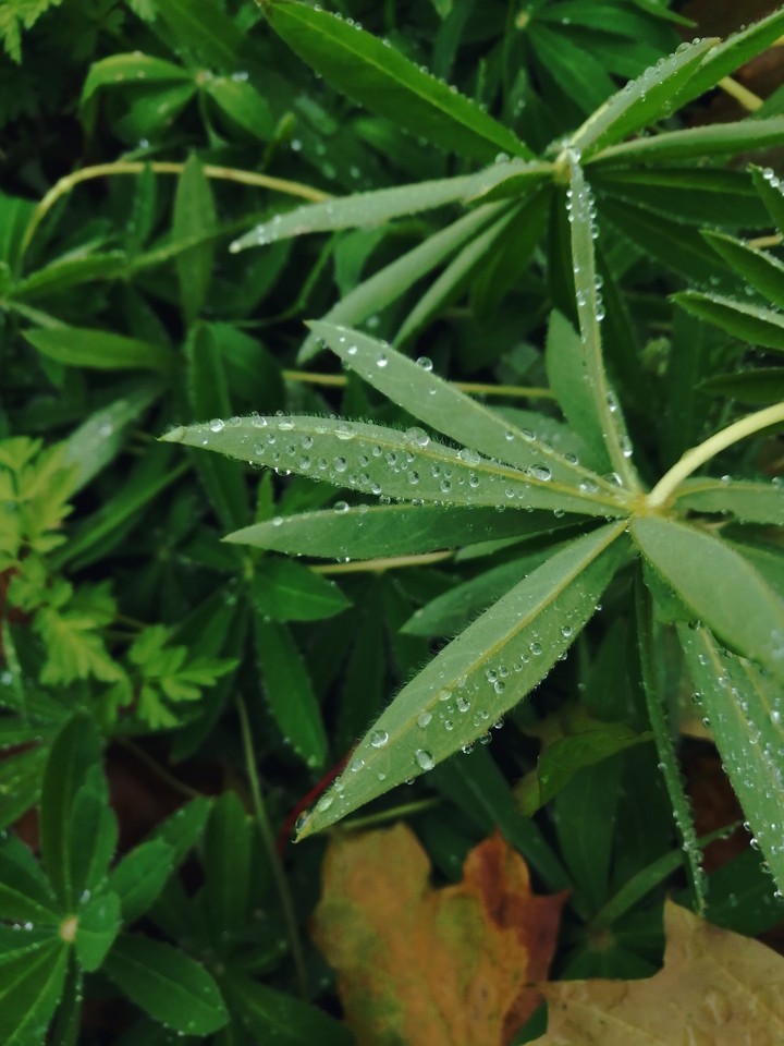 water on grass