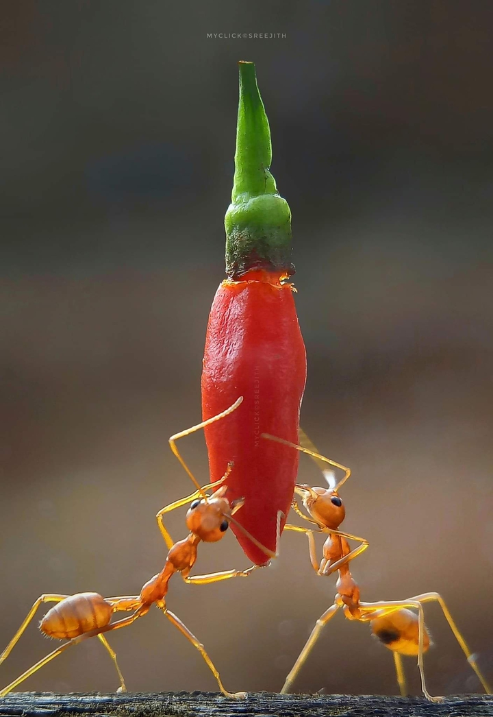 Ant Power ®