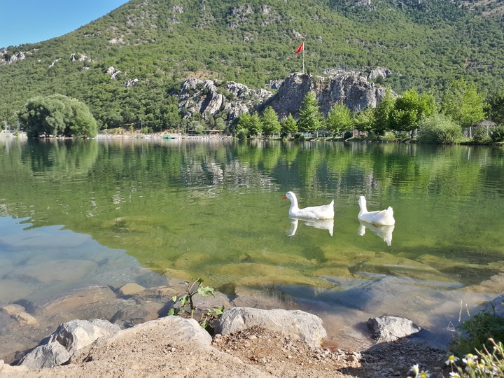 Swan