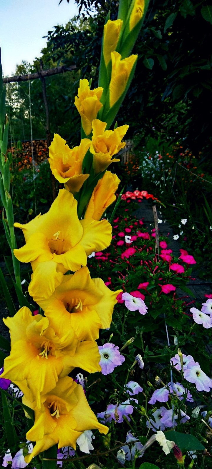gladiolus