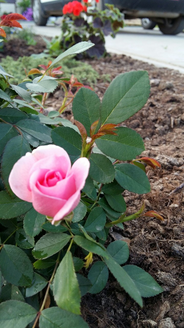 rose