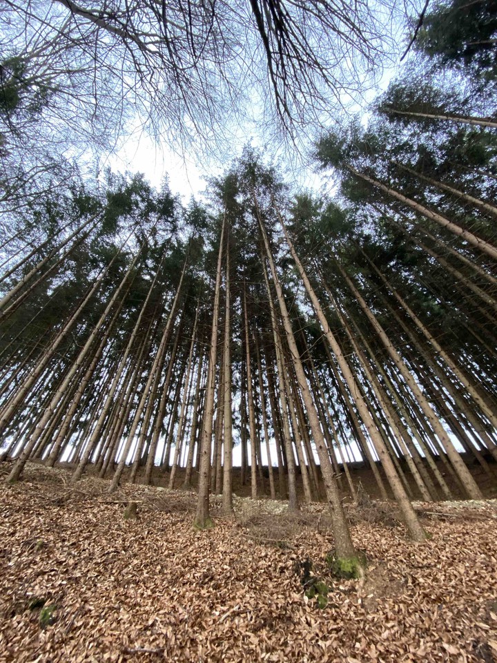 forest