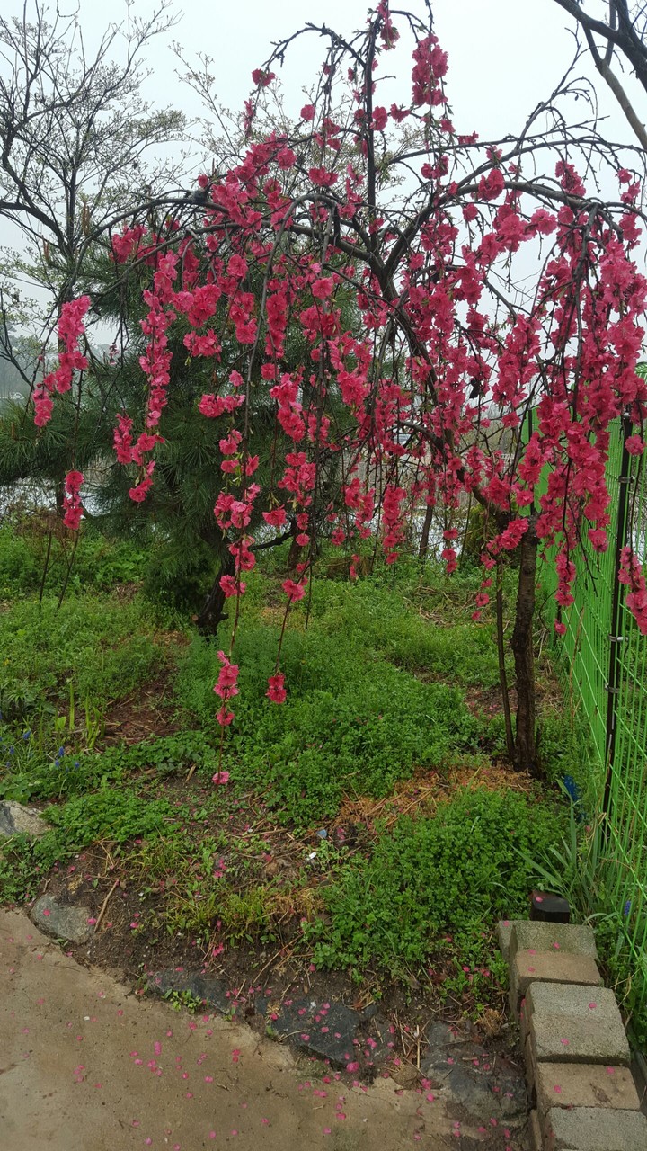 Two peach blossom