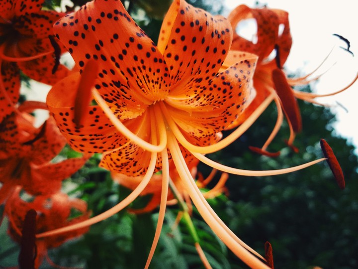 Flower