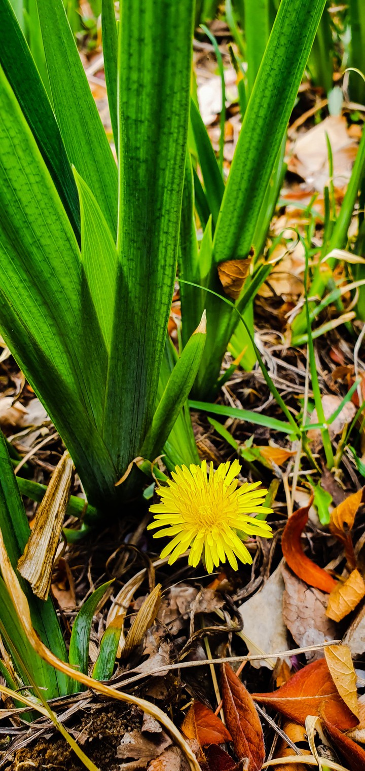 yellow flower