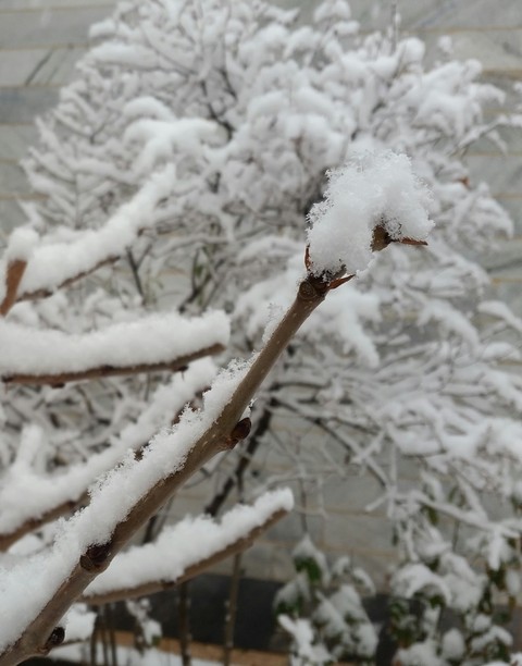 SNOW