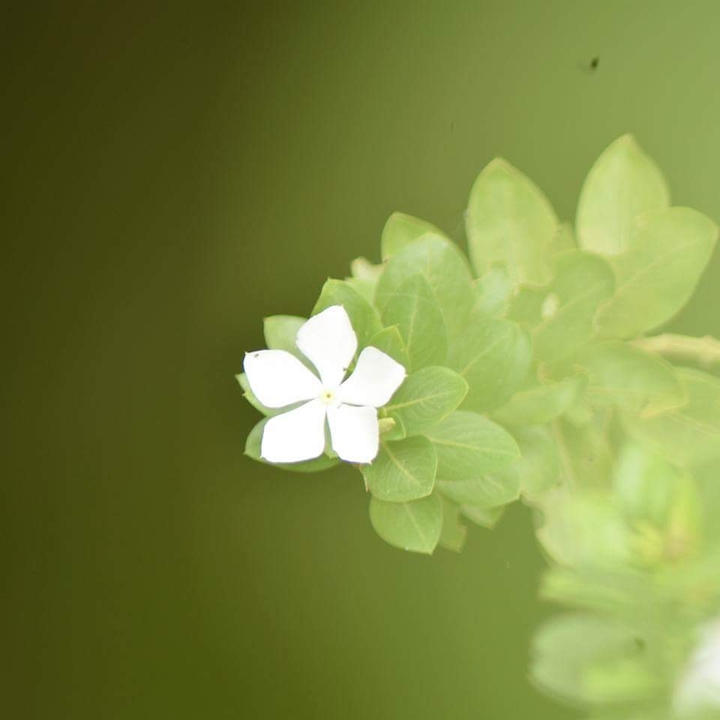 Blossom