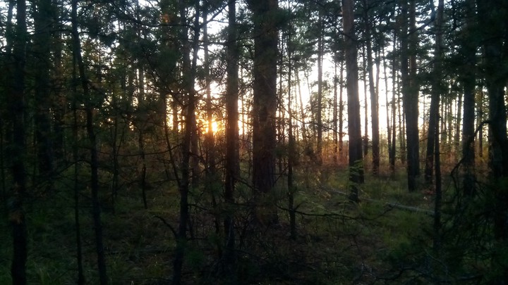 Лес закат