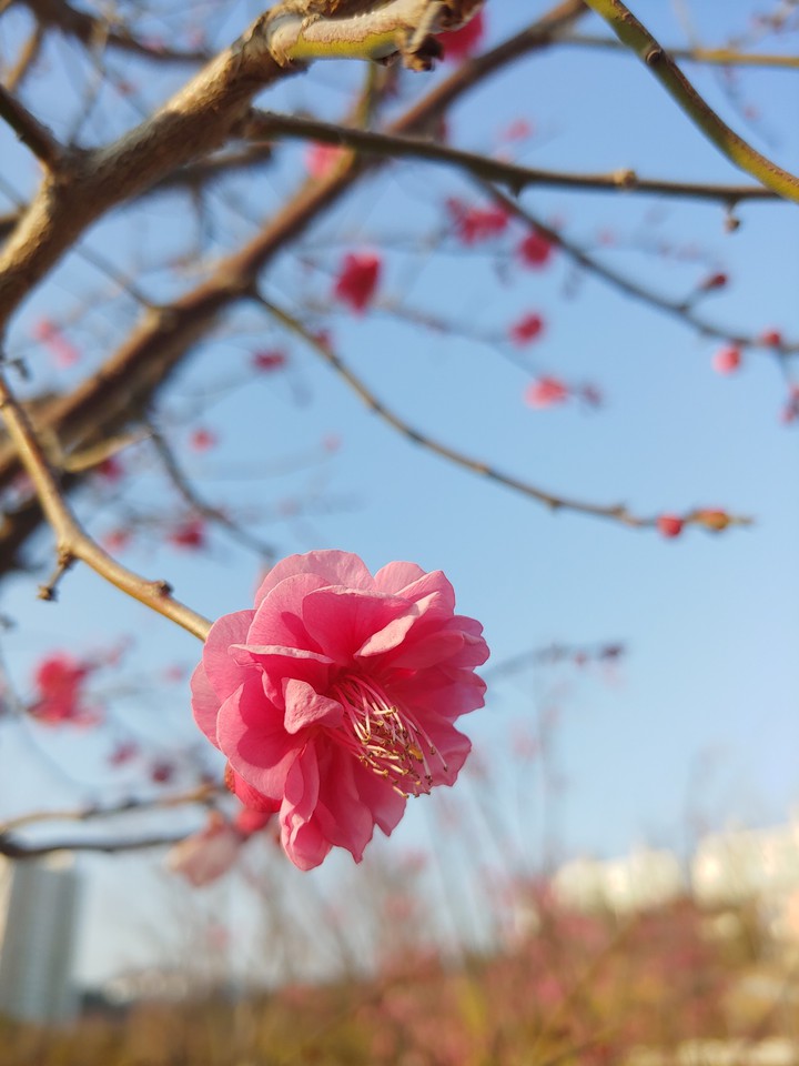 홍매화