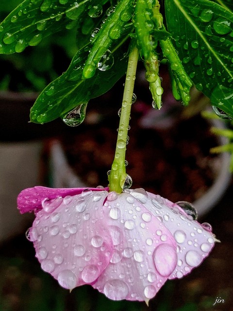 обои twig, plant