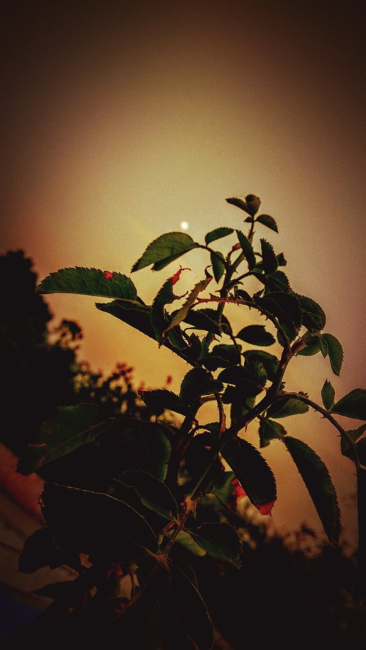 rose leafs