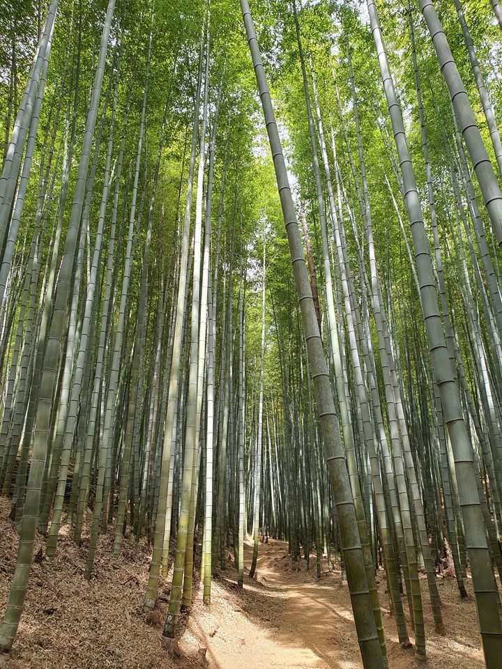 Bamboo
