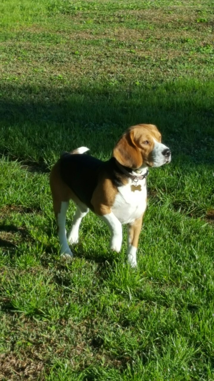 Duke