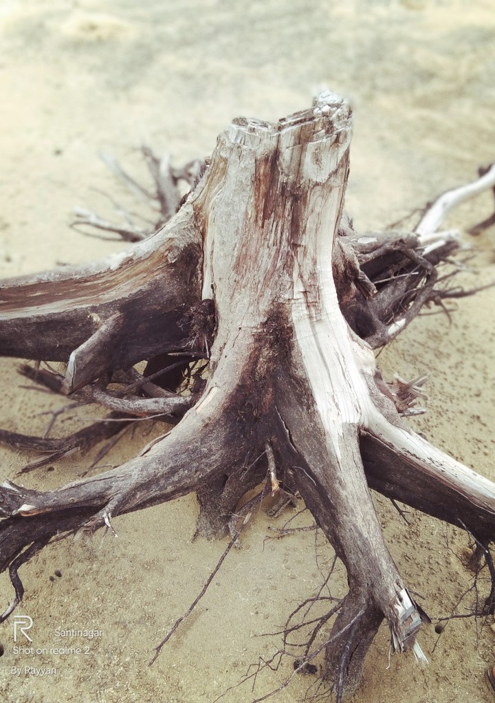 nature