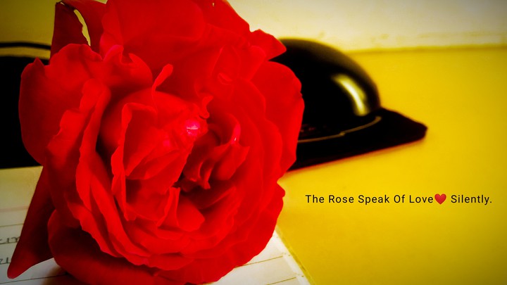 red rose