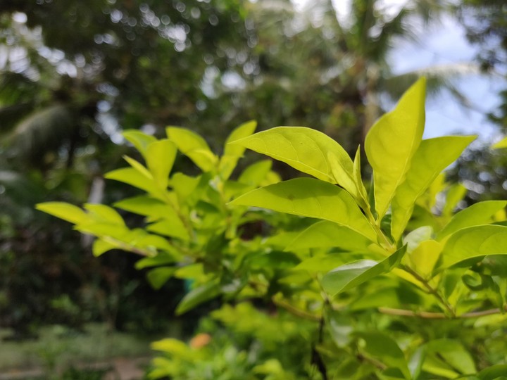 Awesome yellow leaves