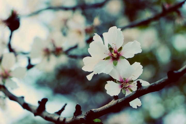 fiore