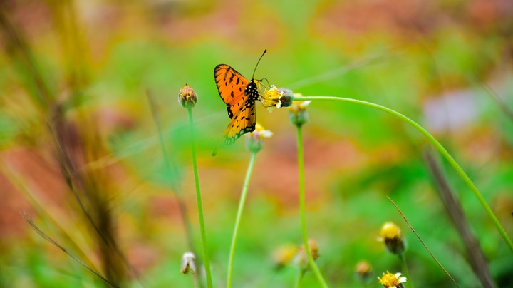 Butterfly