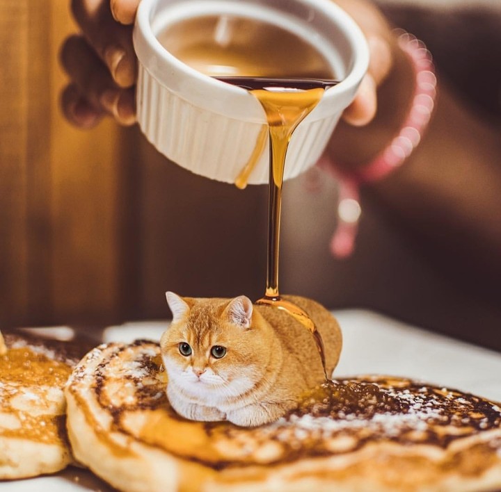 котик