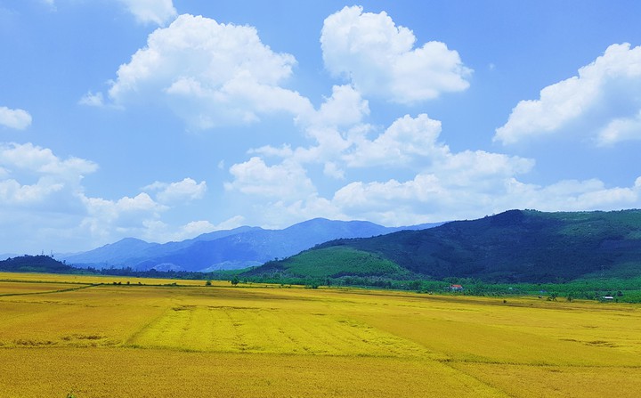 field