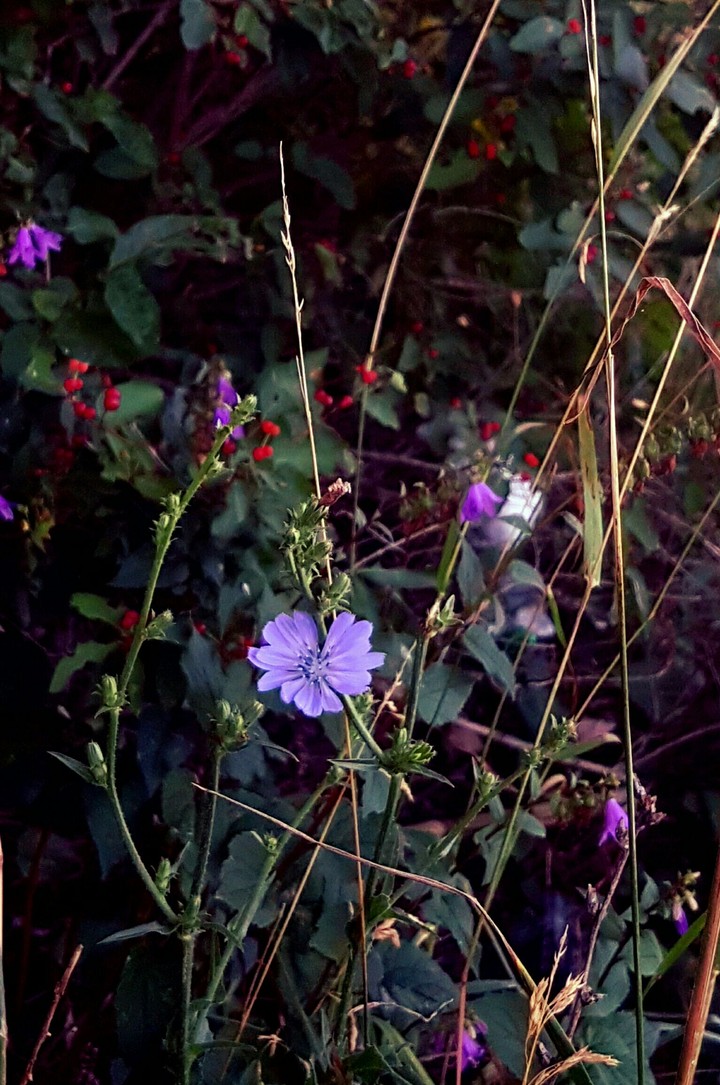 Purple dream