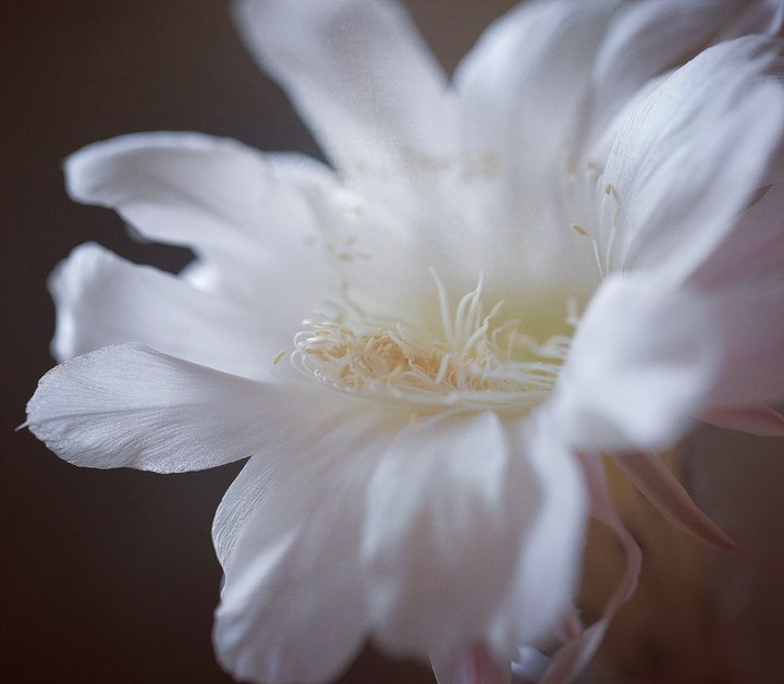 Flower kaktus      Цветок кактуса