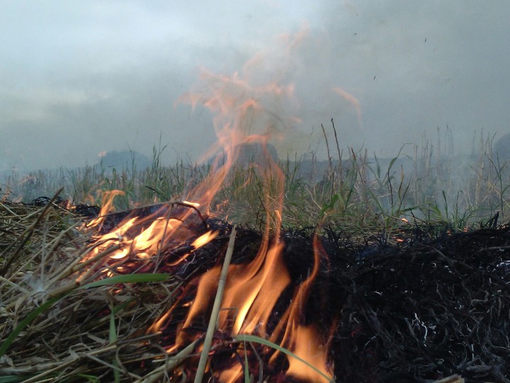flames on the field