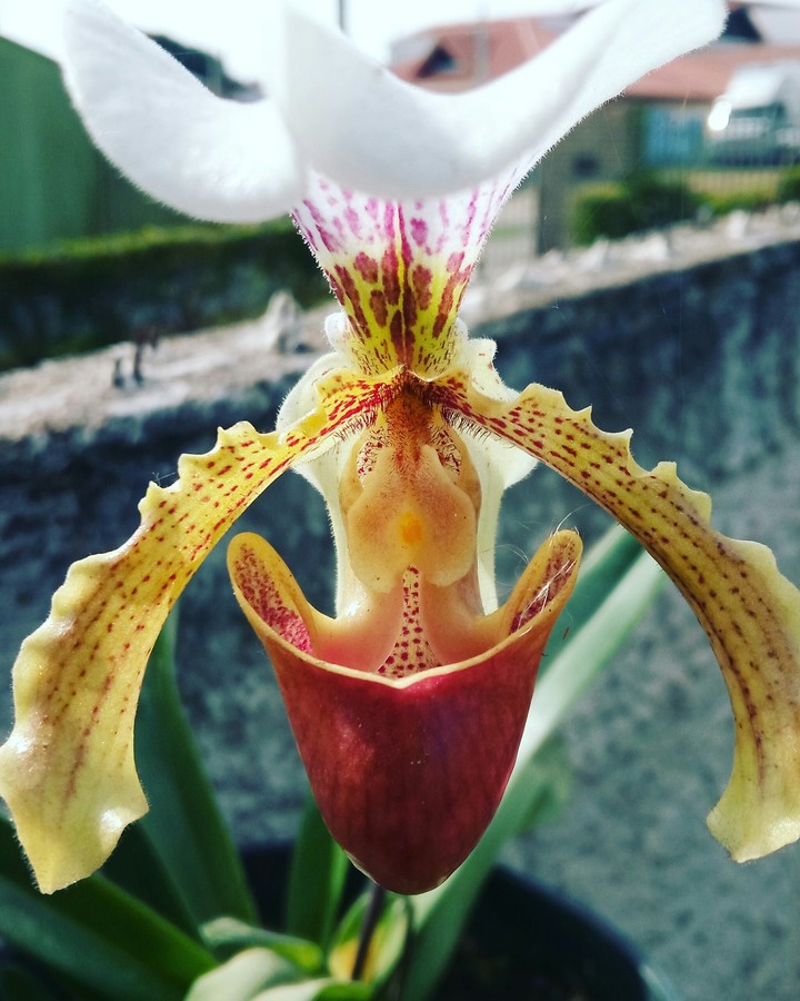 Orquídea Sapatinho