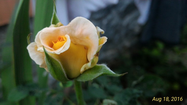 Rose In The Garden