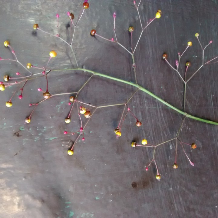 florzinha