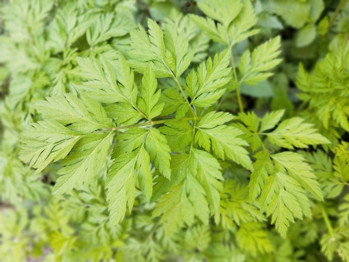 greenery