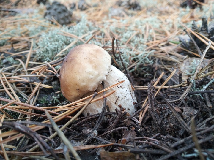 mushroom