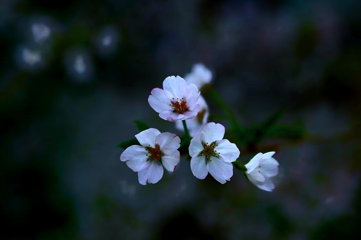Cherry Blossom