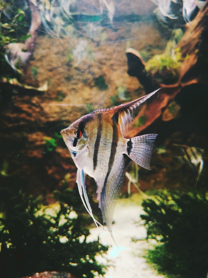 fish