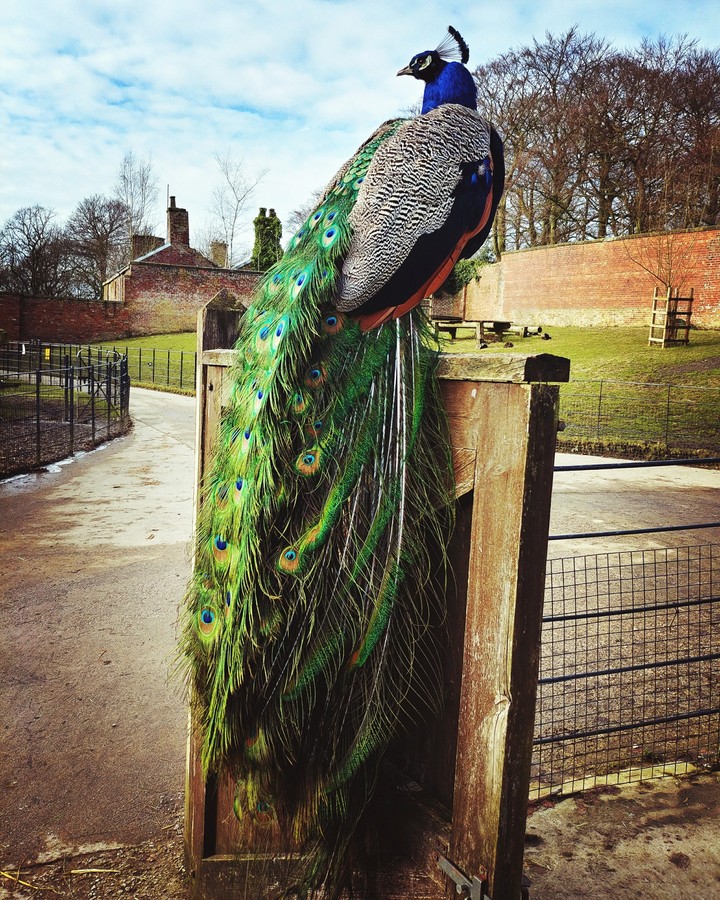 peacock
