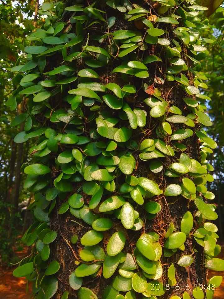 tree