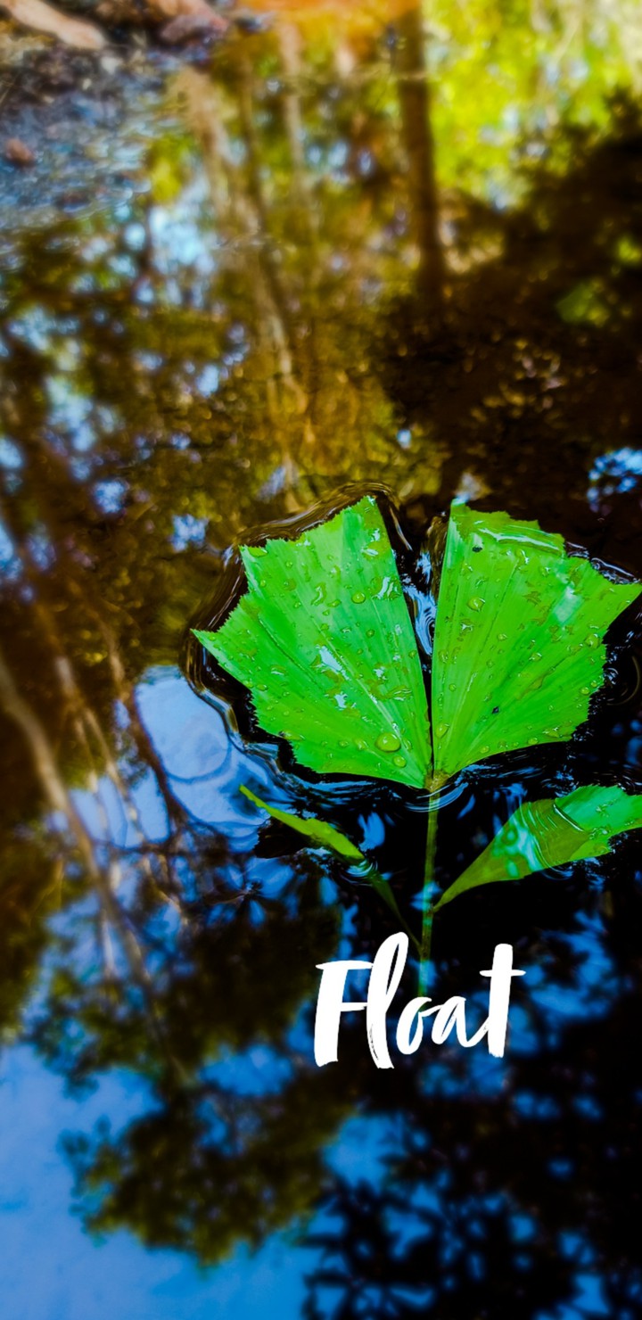 leaf