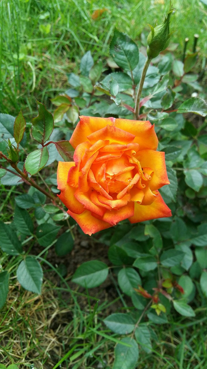 flower