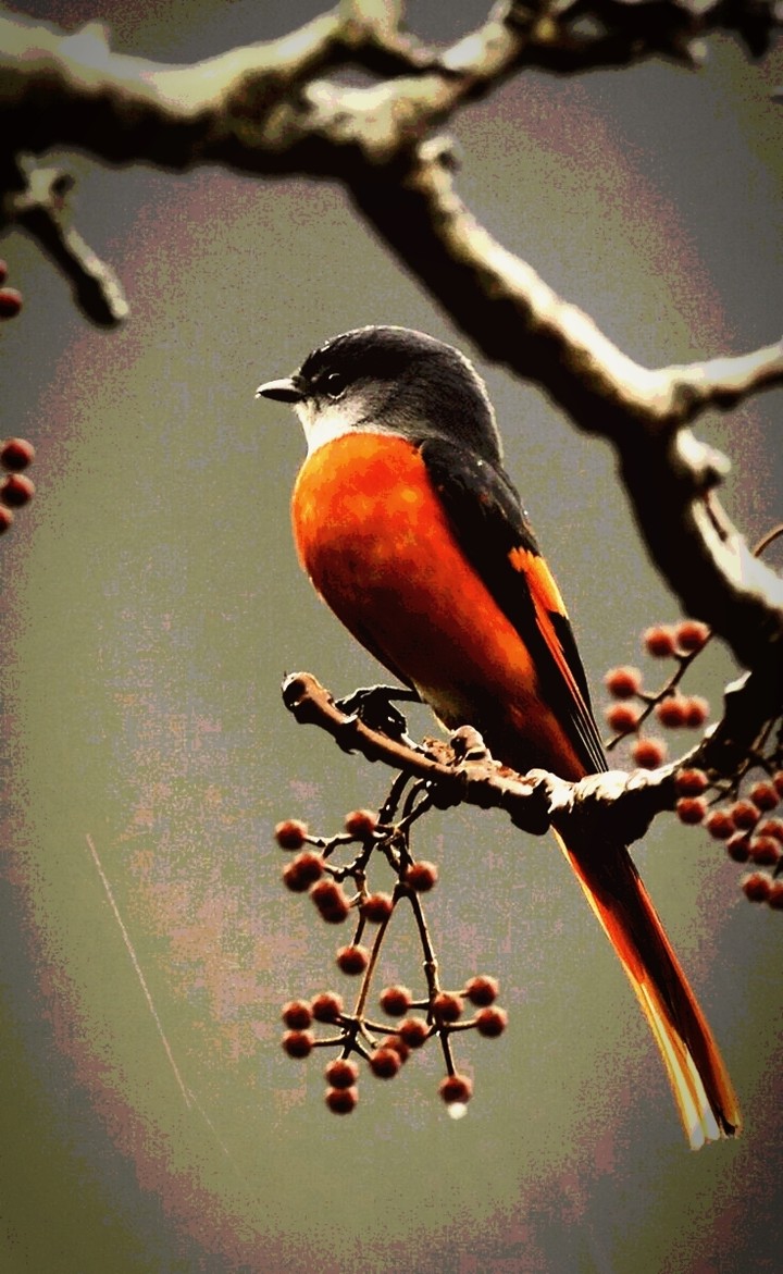 Beautiful bird