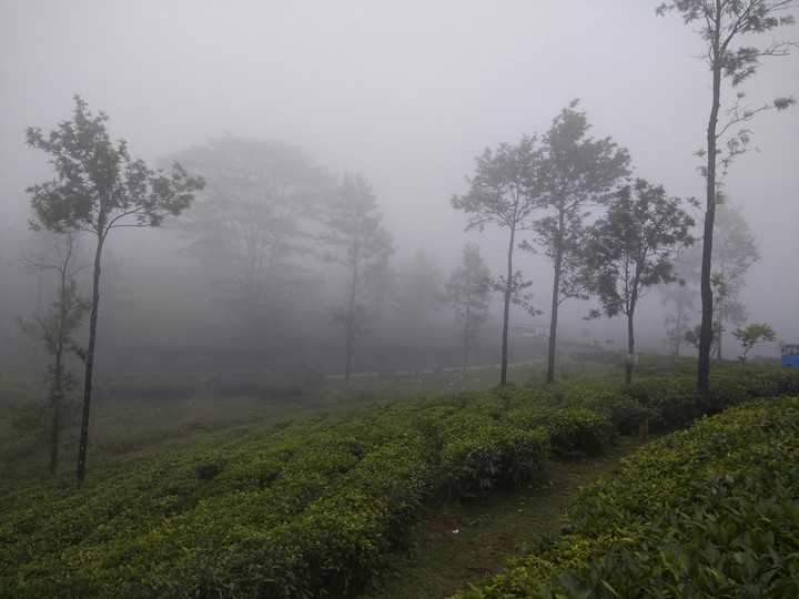 Mist